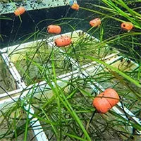Đức khôi phục các cánh đồng cỏ biển nhằm chống biến đổi khí hậu