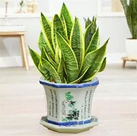 Cây lưỡi hổ là gì? Ý nghĩa phong thủy và lưu ý khi trồng cây