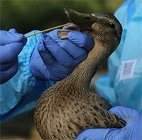 Tất cả điều cần biết về cúm gia cầm