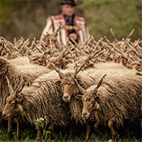 Cừu Racka - Loài cừu có bộ lông siêu dày và cặp sừng xoắn ốc kỳ lạ