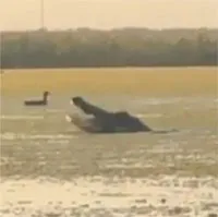 Mục sở thị cá sấu khổng lồ săn mồi trông như quái vật trong phim "Công viên kỷ Jura"