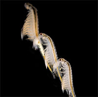 Artemia Salina: Sinh vật có thể tồn tại tới 10.000 năm