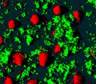 Quá trình cộng sinh giúp cho sự phát triển