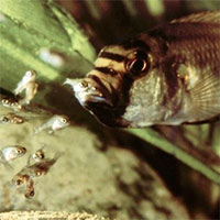 Cá hoàng đế châu Phi: Loài cá kỳ dị khi cá mẹ ăn thịt con non nuôi trong miệng