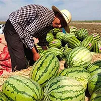 Vì sao dưa hấu mọc từ kẽ đá được ví như "mỏ bạc" nhưng tuyệt nhiên không ai dám nhân rộng?