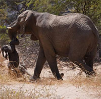 Giải mã hành vi voi mẹ quấn xác con theo mình nhiều ngày