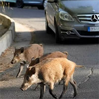 Nhà nghiên cứu tìm cách kiểm soát nạn lợn rừng xâm chiếm