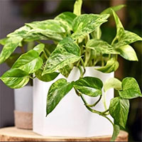 Cây biến đổi gene giảm ô nhiễm tương đương 30 máy lọc khí