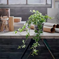 Top 6 loại cây cảnh thủy sinh nên đặt trên bàn làm việc