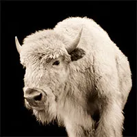 Vì sao bò rừng trắng được coi là biểu tượng thiêng liêng của bộ tộc Lakota?