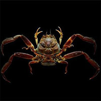 Ly kỳ giai thoại loài cua mang gương mặt tức giận của chiến binh Samurai