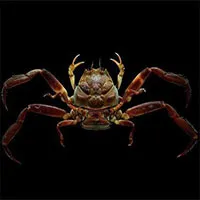 Ly kỳ giai thoại loài cua mang gương mặt tức giận của chiến binh Samurai