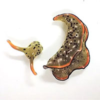 Top 5 loài vật sở hữu khả năng mà con người ai cũng muốn có