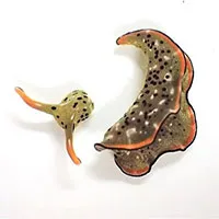 Top 5 loài vật sở hữu khả năng mà con người ai cũng muốn có