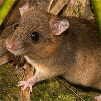 Động vật đang dần biến mất, chúng ta có thể làm gì để cứu vãn?