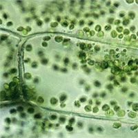 Tìm ra phương thức quang hợp nhân tạo hiệu quả chưa từng thấy