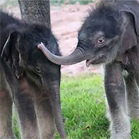 Lần đầu tiên ghi nhận voi sinh đôi trong sở thú