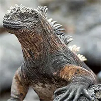 Kỳ nhông biển: Những con thằn lằn có vẻ ngoài giống như Godzilla