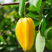 Những loại quả người lớn tuổi nên hạn chế ăn