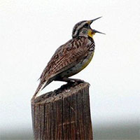 Nghiên cứu mới: Tiếng chim hót có thể giúp con người giảm lo lắng