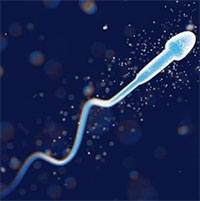 Nhiều nam giới có thể mất khả năng sinh con vào năm 2050?
