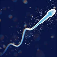 Nhiều nam giới có thể mất khả năng sinh con vào năm 2050?