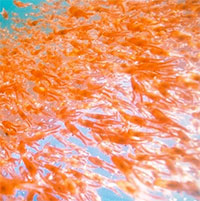 Loài tôm lạ tuy nhỏ bé nhưng tác động lớn tới khí hậu toàn cầu