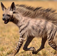 Bạn có biết: Linh cẩu thuộc họ chó hay họ mèo?