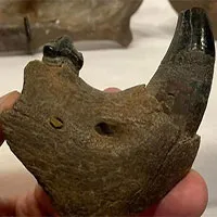 Sư tử quái vật gần nửa tấn "hiện về" sau 11.000 năm tuyệt chủng