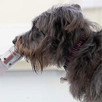 Các chuyên gia cho biết: Chó có thể 