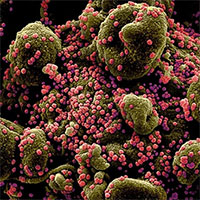 Phát hiện virus mới giống SARS-CoV-2 ở Trung Quốc