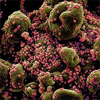 Phát hiện virus mới giống SARS-CoV-2 ở Trung Quốc