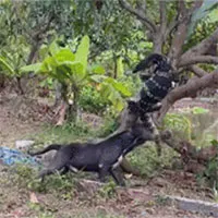 Video: Pitbull hung hăng cắn đuôi thằn lằn khổng lồ rồi lôi khỏi cây