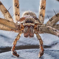 Nhện phát triển tập tính xã hội để trở nên thông minh hơn