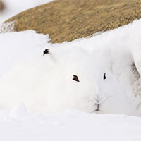 Kinh ngạc trước tài ngụy trang đỉnh cao của các loài động vật trong tự nhiên