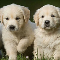 Vì sao không biết tiếng người nhưng thú cưng vẫn nhận ra chủ nhân?