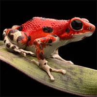 Tại sao loài ếch có thể sống sót sau khi tiểu hành tinh quét sạch sự sống của loài khủng long?