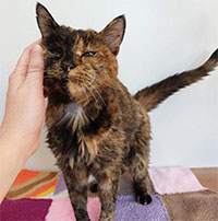 Mèo cao tuổi nhất thế giới lập kỷ lục Guinness