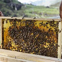 Vì sao ong lại liên quan đến sự tồn vong của loài người?