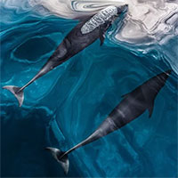 Công nghệ hiện đại cho phép bạn nghe được ngôn ngữ của động vật và cây cối