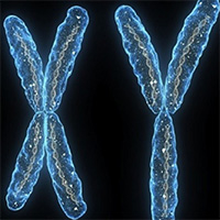 Nghiên cứu cảnh báo nhiễm sắc thể Y của đàn ông có thể bị 