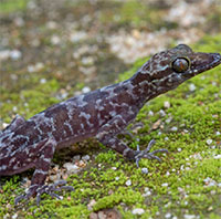 Phát hiện loài tắc kè hiếm gặp ở Việt Nam