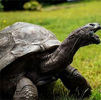 Rùa Jonathan trở thành động vật sống lâu nhất trên cạn, 190 tuổi vẫn giao phối tốt
