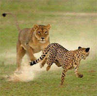 Mải mê đánh chén, báo săn suýt làm mồi ngon cho sư tử