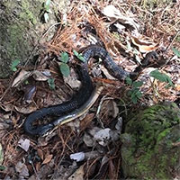 Rắn nước sọc phương nam chật vật nuốt chửng lươn Mỹ