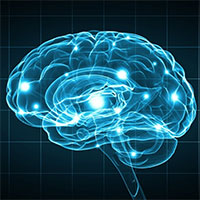 Nhờ cấy gene não người, chuột học nhanh và ghi nhớ lâu hơn