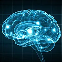 Nhờ cấy gene não người, chuột học nhanh và ghi nhớ lâu hơn