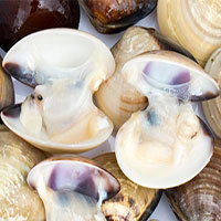 Phát hiện sinh vật đầu tiên trên thế giới có khả năng tự sản xuất kháng sinh