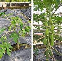 Việt Nam chỉnh sửa thành công gene đu đủ kháng bệnh đốm vòng