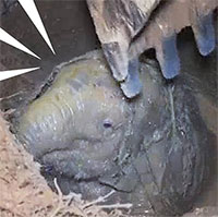 Tiếng khóc ai oán thấu trời xanh của voi mẹ giữa đêm khuya và câu chuyện đầy cảm động sau đó